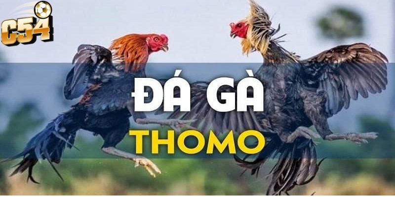 Đá Gà Thomo